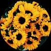 sunflower_shops